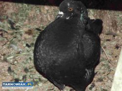 sprzedam gołebie - Obrazek 3