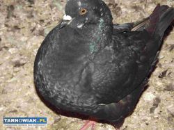 sprzedam gołebie - Obrazek 4