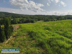 7 hektarów, 33 ary: działki rolne i las - Obrazek 2