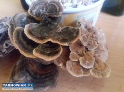 Wrośniak różnobarwny (podwójny macerat) 200 ml. - Obrazek 3