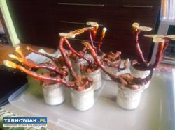 Reishi, własna uprawa, cena za gram 2.50 zł. - Obrazek 2