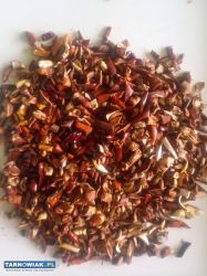 Reishi, własna uprawa, cena za gram 2.50 zł. - Obrazek 3