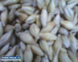 Jęczmień pszenica sprzedam - Obrazek 1