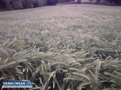 Jęczmień pszenica sprzedam - Obrazek 2