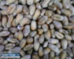 Zboże jęczmień pszenica - Obrazek 3