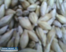 Zboże jęczmień pszenica - Obrazek 1