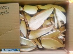 Pniarek (białoporek) brzozowy - Obrazek 1