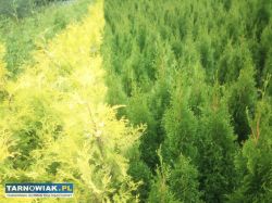 Tuje szmaragd - Obrazek 3