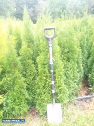 Tuje szmaragd - Obrazek 2