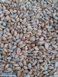 Sprzedam pszenice ozimą i inne gatunki zbóż - Obrazek 1