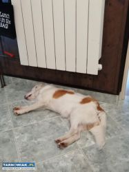 oddam pieska ! - Obrazek 1