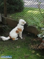 oddam pieska ! - Obrazek 2