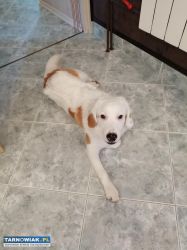 oddam pieska ! - Obrazek 3