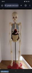 Kostek szkielet człowieka - Obrazek 1