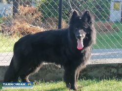 owczaek niemiecki krycie - Obrazek 1