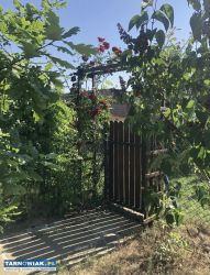 Działka ROD Kopernik Ogródek działkowy Tarnów - Obrazek 4