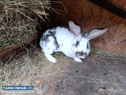 Sprzedam królika samca - Obrazek 1