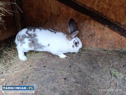 Sprzedam królika samca - Obrazek 2
