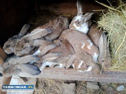 Króliki Baran i mieszane - Obrazek 3