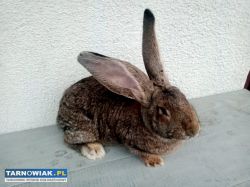 Króliki Baran i mieszane - Obrazek 2