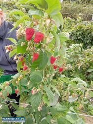 Sadzonki malin dobrze ukorzenione nowe odmiany - Obrazek 1