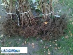 Sadzonki malin dobrze ukorzenione nowe odmiany - Obrazek 2