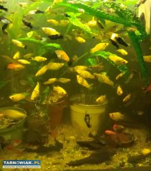 Sprzedam rybki akwariowe - Obrazek 1