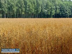 owies zboże - Obrazek 1