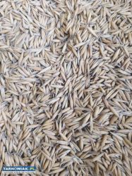 owies zboże - Obrazek 2