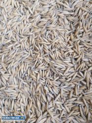 owies zboże - Obrazek 3