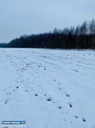 Działki budowlane Wola Rzędzińska - Obrazek 1