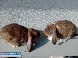 Króliki Baran i mieszane - Obrazek 1