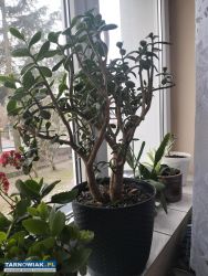 Duży piękny Grubosz , Drzewko Szczęścia. - Obrazek 1