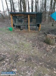 Wiata z klatką na króliki - Obrazek 1