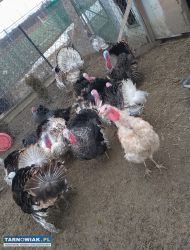 Sprzedam indyki - Obrazek 1