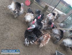 Sprzedam indyki - Obrazek 2