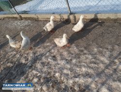Sprzedam kaczki - Obrazek 1