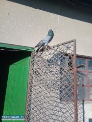 Garłacze pomorskie - Obrazek 3