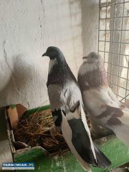 Garłacze pomorskie - Obrazek 1