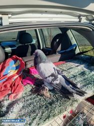 Garłacze pomorskie - Obrazek 2