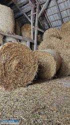 Słoma baloty - Obrazek 2