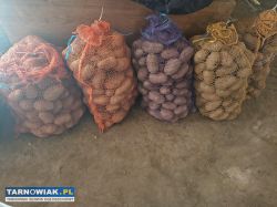 Sprzedam ziemniaki - Obrazek 1