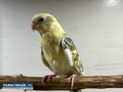 Świergot - Obrazek 1