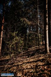 Zrębki drzewne mulcz ogrodowy - Obrazek 4