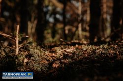 Zrębki drzewne mulcz ogrodowy - Obrazek 2