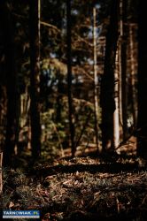 Zrębki drzewne mulcz ogrodowy - Obrazek 1