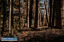 Zrębki drzewne mulcz ogrodowy - Obrazek 3