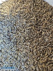 Sprzedam owies - Obrazek 1