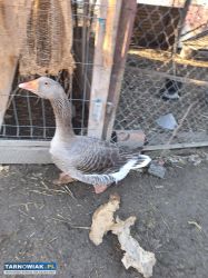 Gąsior  landes - Obrazek 1