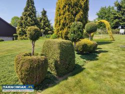 Pielęgnacja Wycinka Drzew Koszenie Rębak Frezowani - Obrazek 1